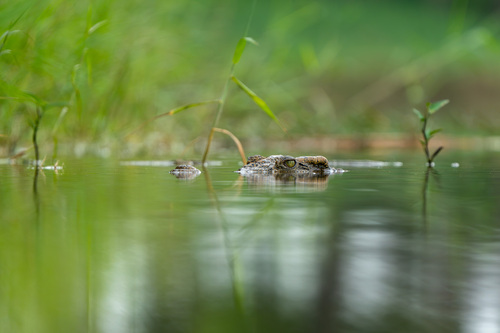 Siamese Crocodile