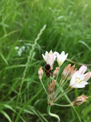 Tropidothorax sinensis