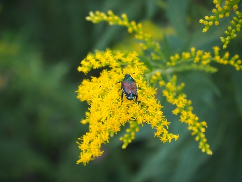 Japanese Beetle