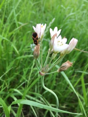 Tropidothorax sinensis
