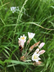 Tropidothorax sinensis