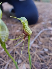 Pterostylis barbata