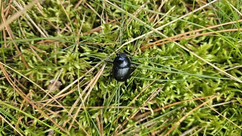 Woodland Dor Beetle