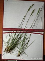 Poa angustifolia