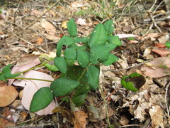 Boquila trifoliolata