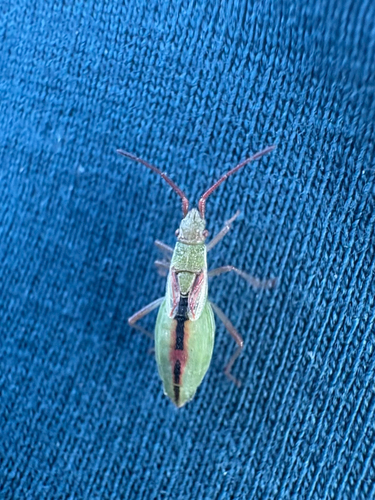 short-winged rhopalid
