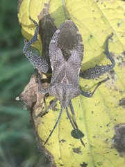 Piezogaster indecorus