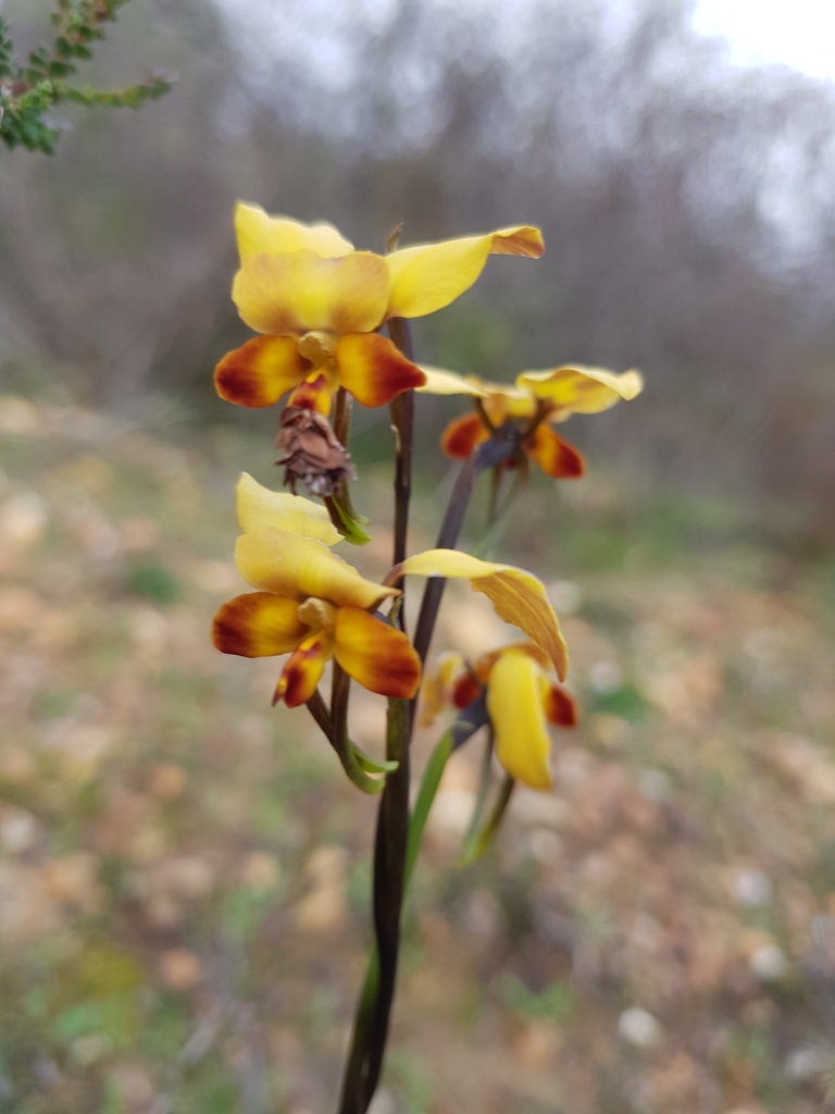 winter donkey orchid