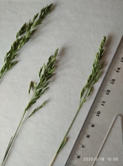 Poa angustifolia