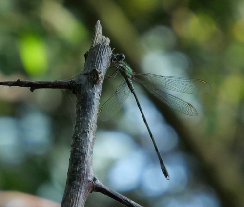 Western Willow Spreadwing
