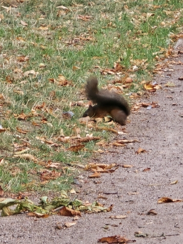 Eurasian Red Squirrel
