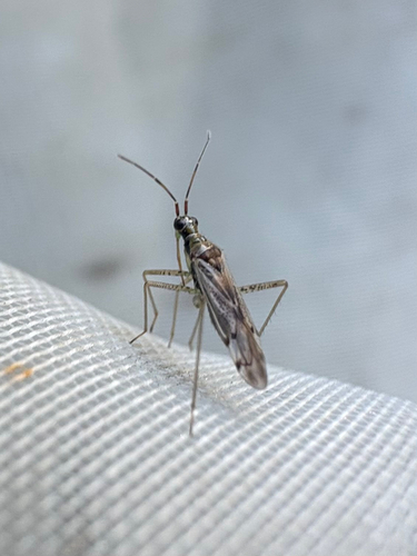 Dicyphus errans