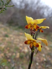 Diuris brumalis