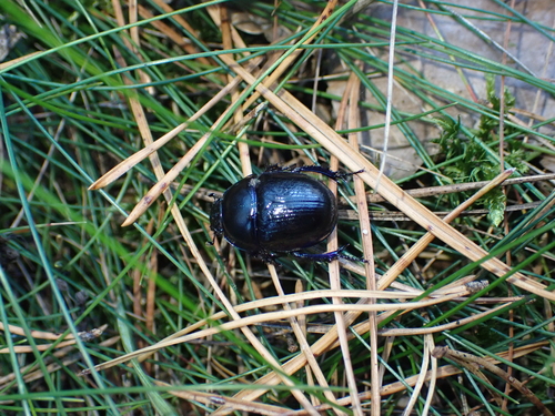 Woodland Dor Beetle