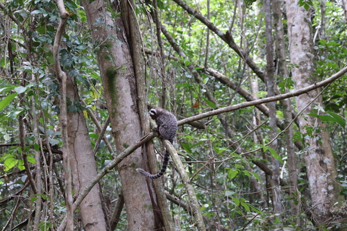Common Marmoset