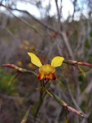 Diuris brumalis