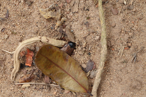 Surinam Cockroach