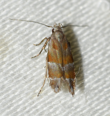 Battaristis vittella