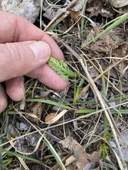 Botrychium hesperium