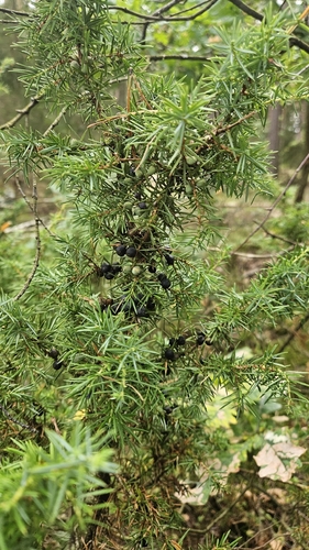 common juniper