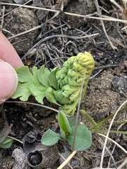 Botrychium hesperium