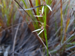 Eriochilus dilatatus
