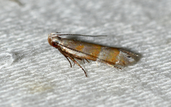 Battaristis vittella