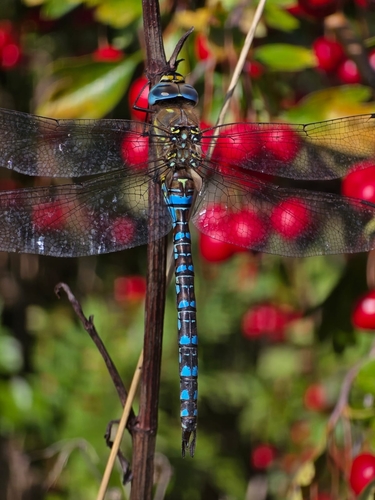 Migrant Hawker