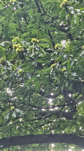 Sweet Chestnut