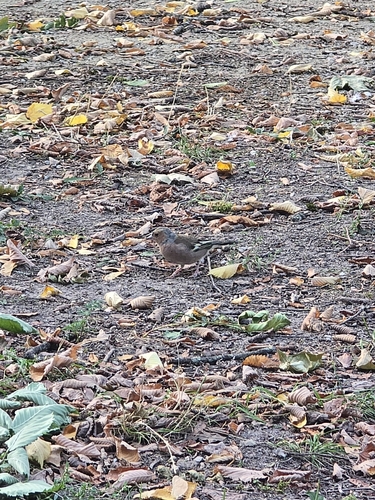 Common Chaffinch