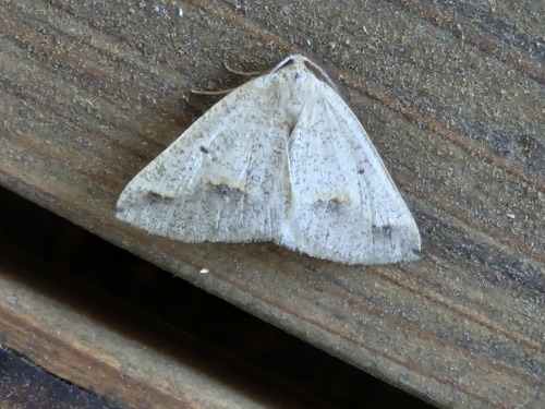 Spurred Wave Moth photo 2