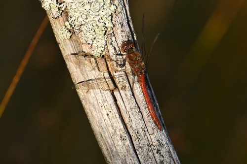 Common Darter
