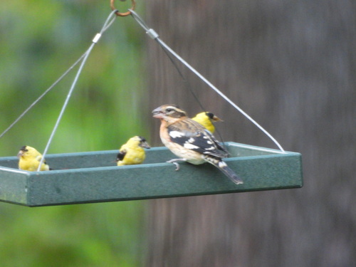 Rose-breasted Grosbeak