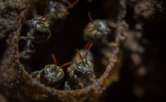 Nannotrigona perilampoides