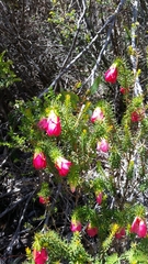 Darwinia