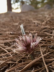 Allium burlewii