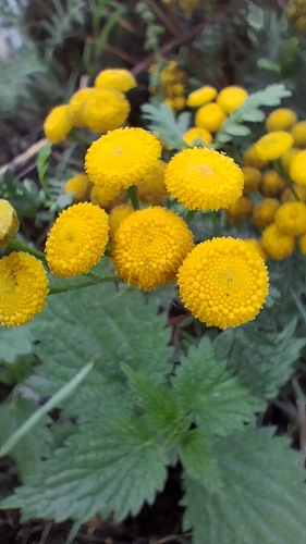 tansy