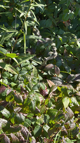 Toxicodendron radicans radicans