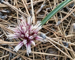 Allium burlewii