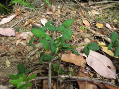 Boquila trifoliolata