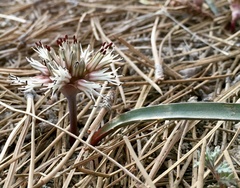 Allium burlewii