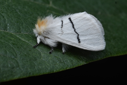 Gazalina transversa