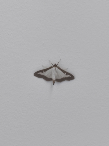 Box Tree Moth
