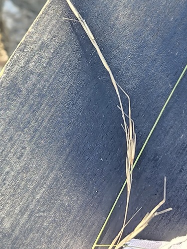Aristida schiedeana, 2026-09-15