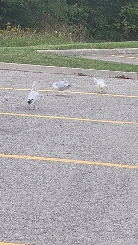 Ring-billed Gull observed by obspogon