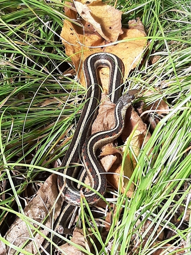 Red-sided Garter Snake