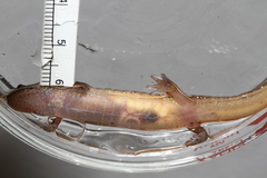 Desmognathus fuscus