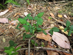 Boquila trifoliolata