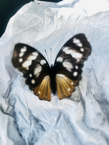 Variable Diadem