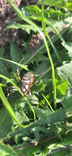Wasp Spider